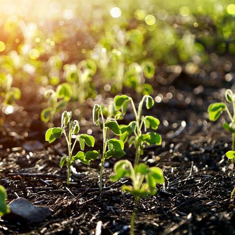 Aeration & Seeding