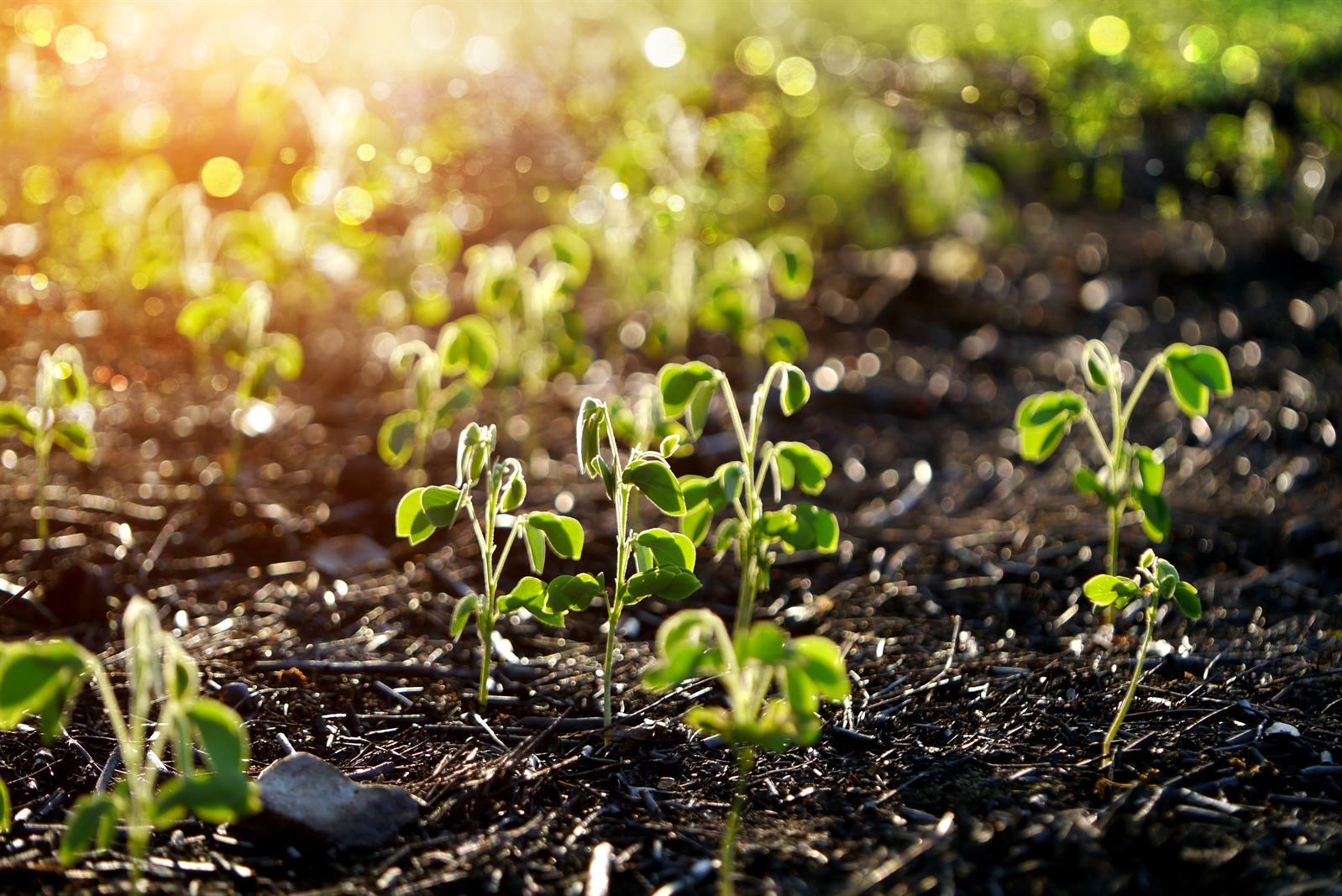 Aeration & Seeding