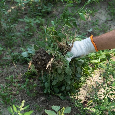 Weed Removal