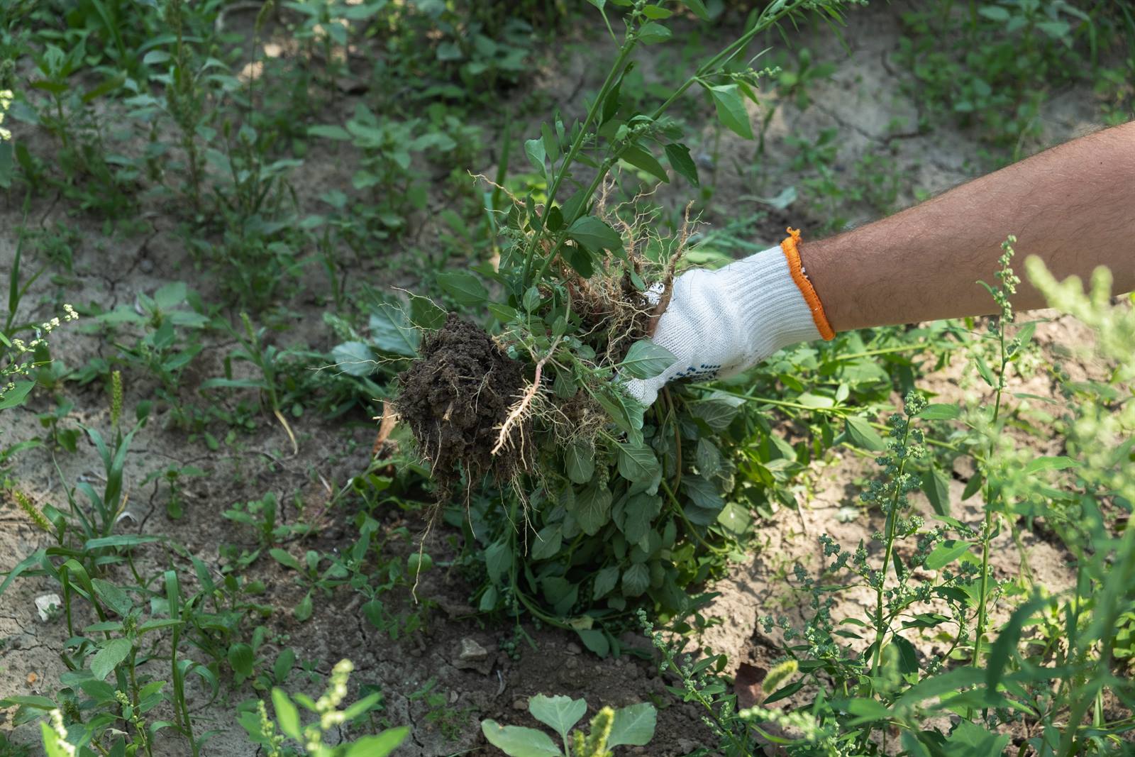 Weed Removal